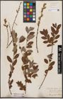 Foto von Salix aurita L. x Salix repens L.